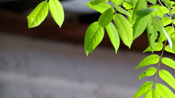 Curry leaves కరివేపాకు Benefits