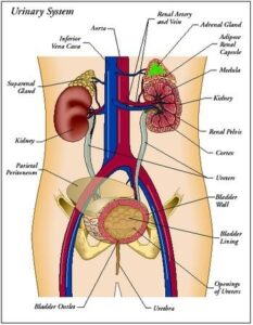 Urinary system diseases