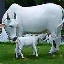 Cow Milk ఆవు పాలు