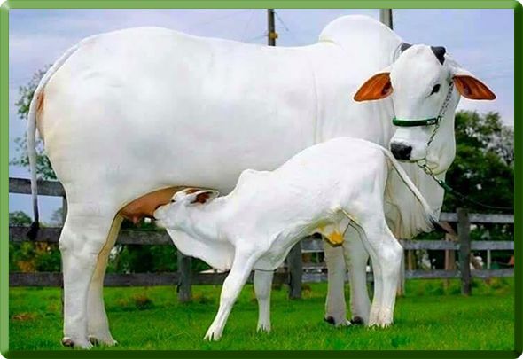 Cow Milk ఆవు పాలు